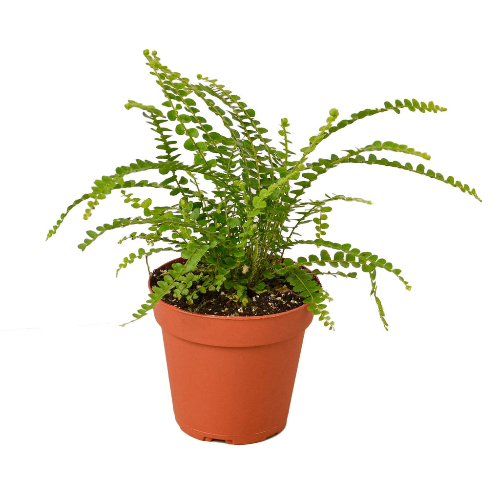 Lemon Button Fern Duffii - 4