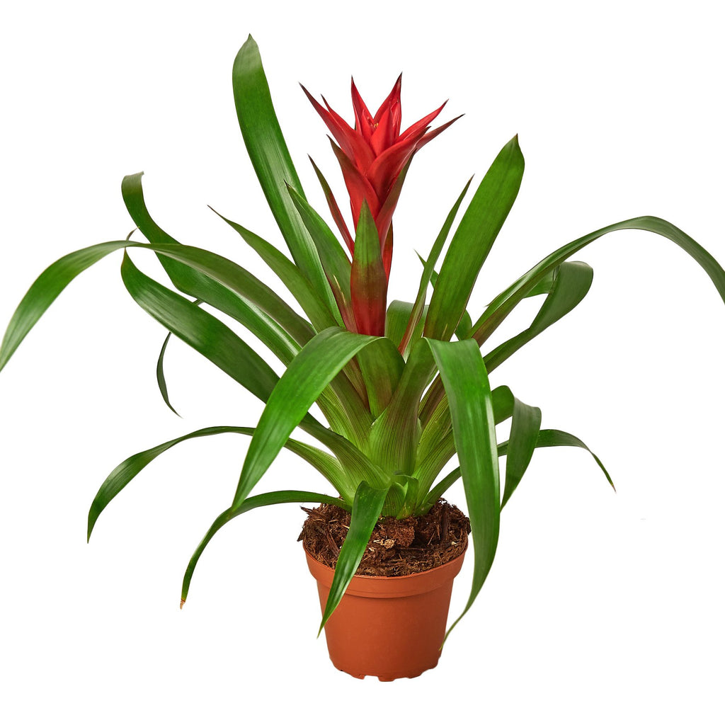 1 Bromeliad Guzmania 'Red' - 6