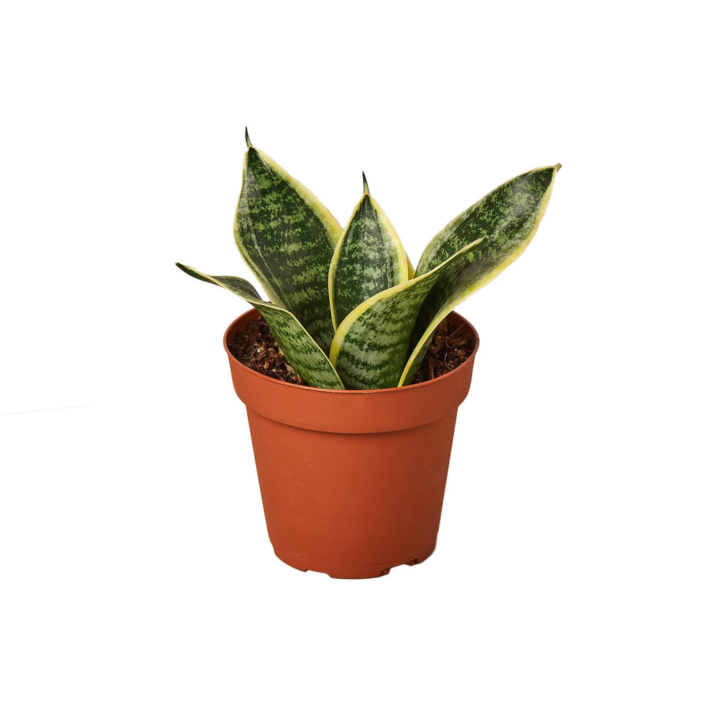 Snake Plant Laurentii Dwarf- 4