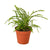 Lemon Button Fern Duffii - 4