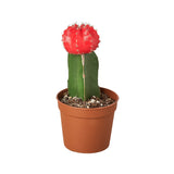 1 Graft Cactus Succulent 'Red' Ruby Ball - 3