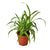 Spider Plant 'Hawaiian' - 6