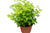 Radermachera 'China Doll' Asian bell tree - 6