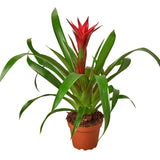 1 Bromeliad Guzmania 'Red' - 6