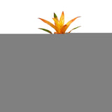 1 Bromeliad Guzmania 'Orange' - 6