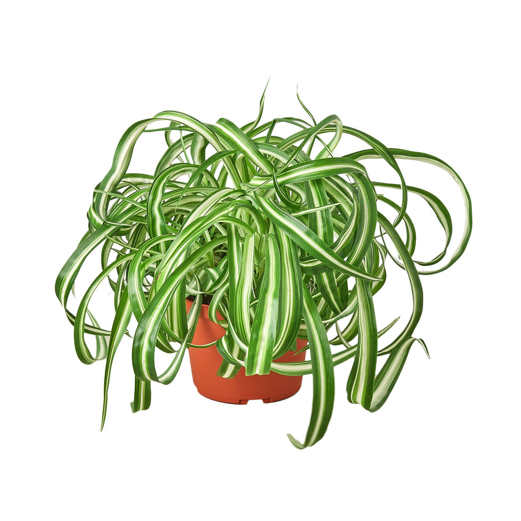 Spider Plant 'Bonnie' - 6