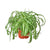 Spider Plant 'Bonnie' - 6