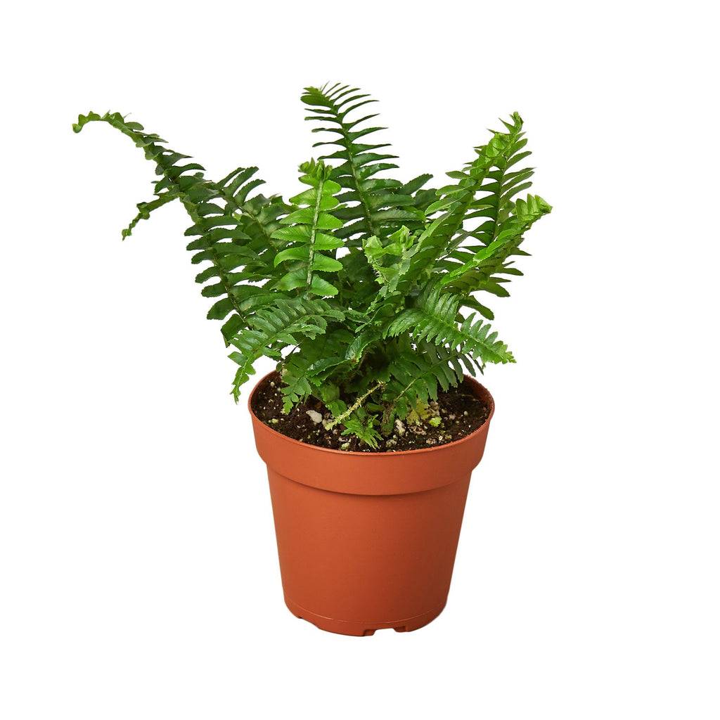 Jester's Crown Fern - 4